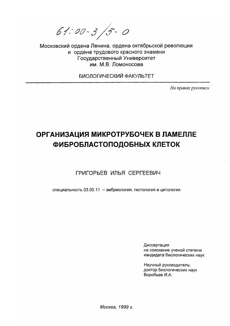 Организация микротрубочек в ламелле фибробластоподобных клеток