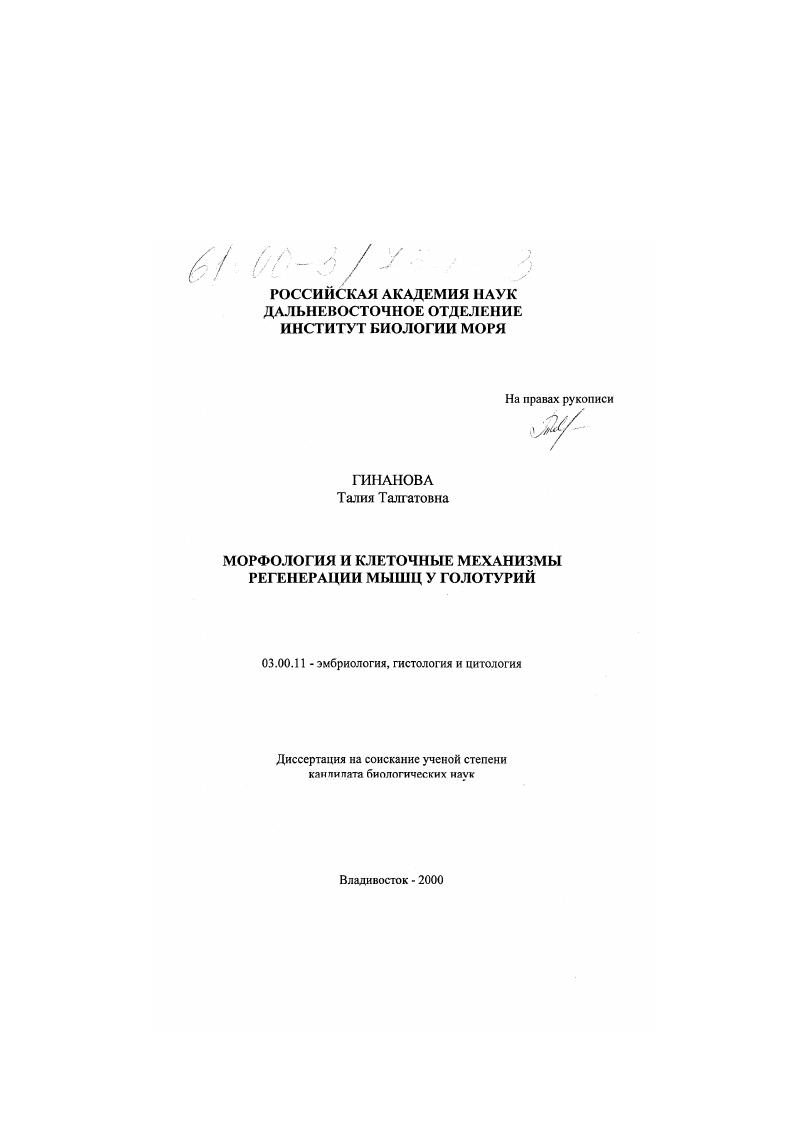 Морфология и клеточные механизмы регенерации мышц у голотурий