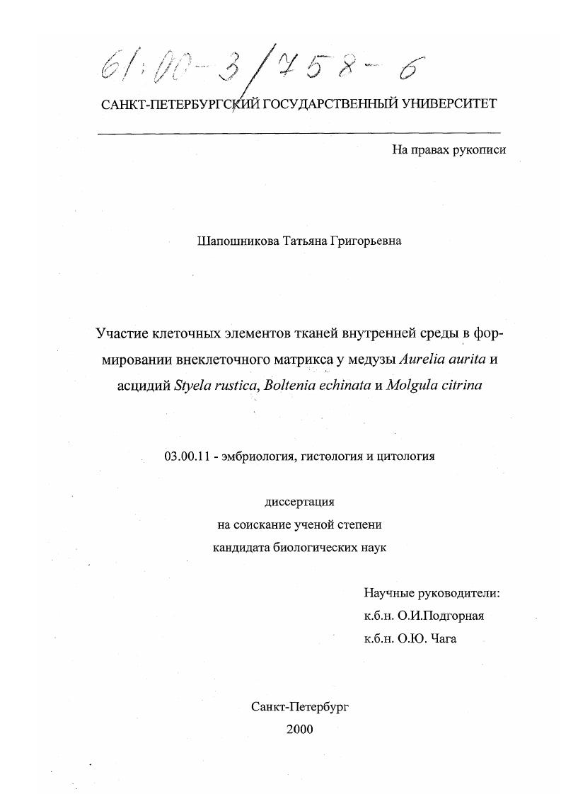 Участие клеточных элементов тканей внутренней среды в формировании внеклеточного матрикса у медузы Aurelia aurita и асцидий Styela rustica, Boltenia echinata и Molgula citrina
