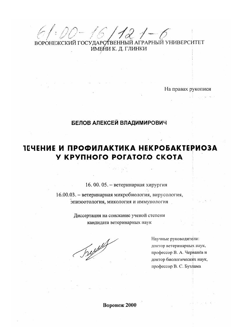 Лечение и профилактика некробактериоза у крупного рогатого скота