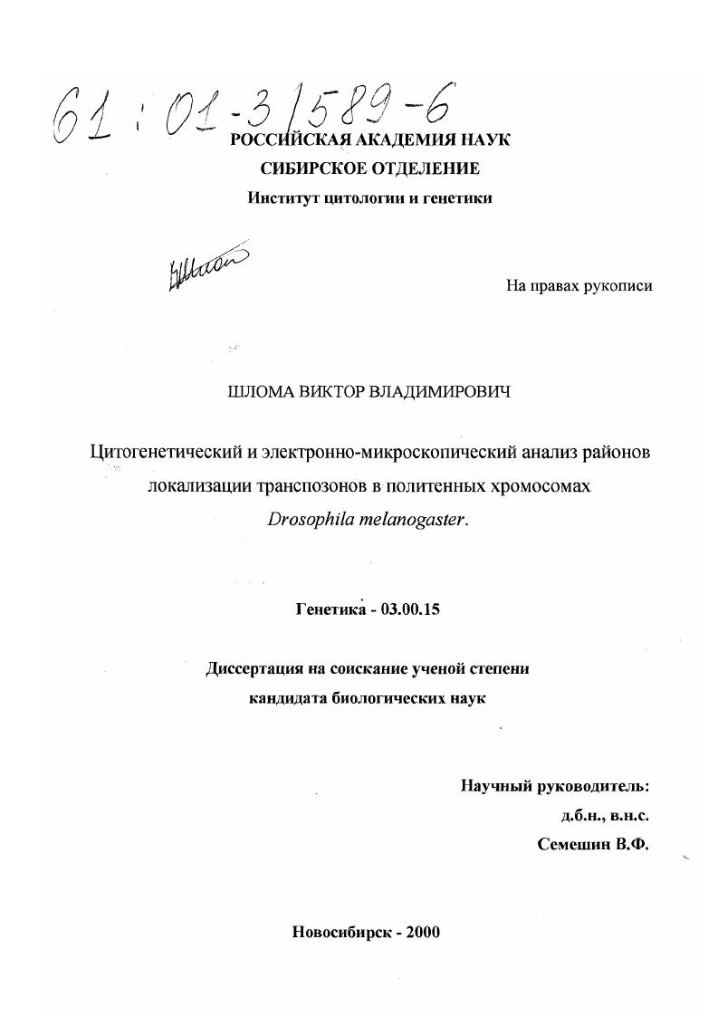 Цитогенетический и электронно-микроскопический анализ районов локализации транспозонов в политенных хромосомах Drosophila melanogaster