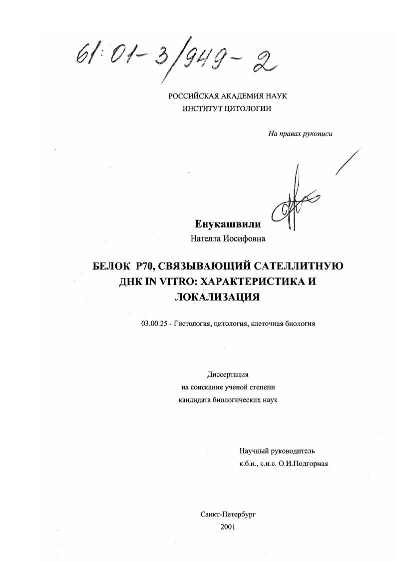 Белок Р70, связывающий сателлитную ДНК in vitro: характеристика и локализация