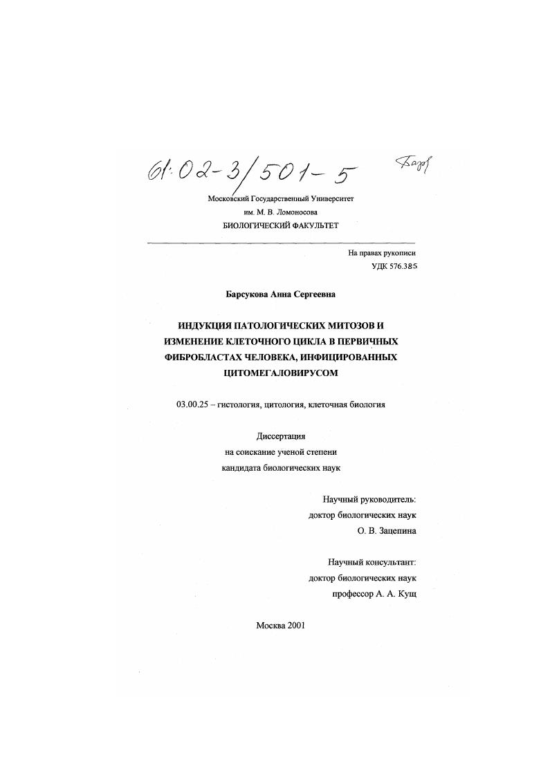 скачать диссертацию Индукция патологических митозов и изменение клеточного цикла в первичных фибробластах человека, инфицированных цитомегаловирусом Индукция патологических митозов и изменение клеточного цикла в первичных фибробластах человека, инфицированных цитомегаловирусом