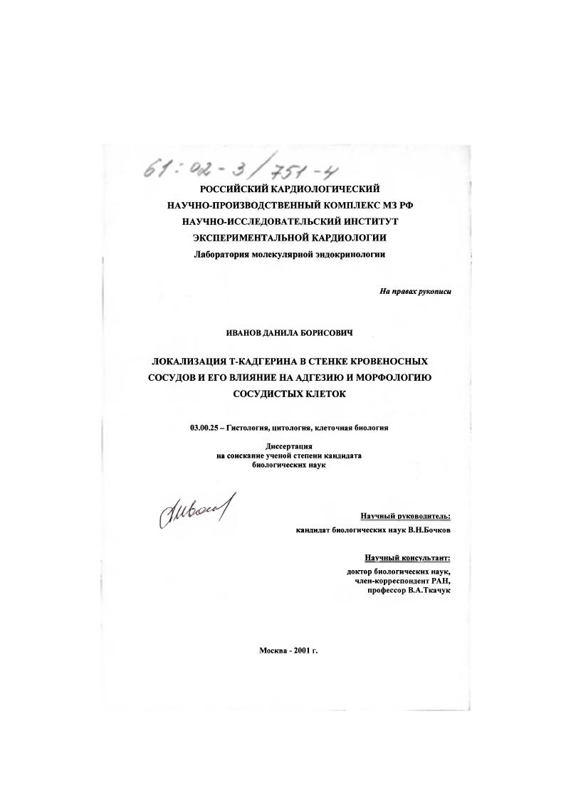 Локализация Т-кадгерина в стенке кровеносных сосудов и его влияние на адгезию и морфологию сосудистых клеток