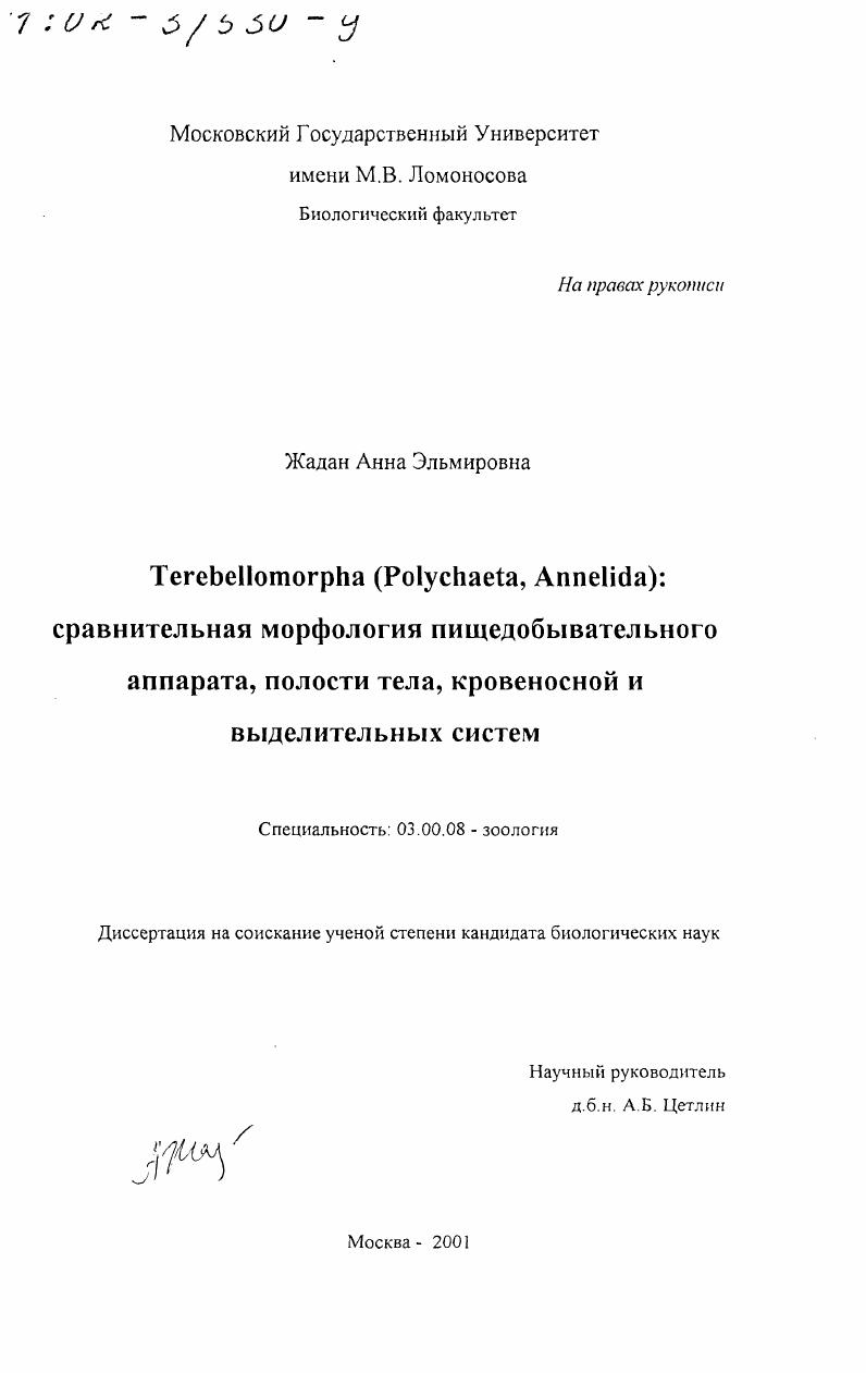 Terebellomorpha (Polychaeta, Annelida): сравнительная морфология пищедобывательного аппарата, полости тела, кровеносной и выделительной систем
