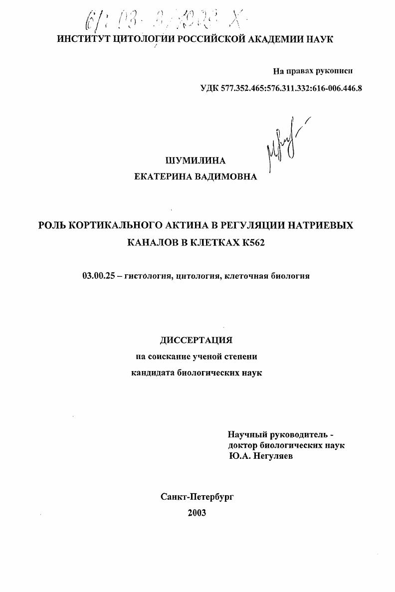 Роль кортикального актина в регуляции натриевых каналов в клетках К562