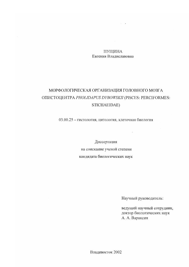 Морфологическая организация головного мозга опистоцентра Pholidapus dybowskii : Pisces: Perciformes: Stichaeidae