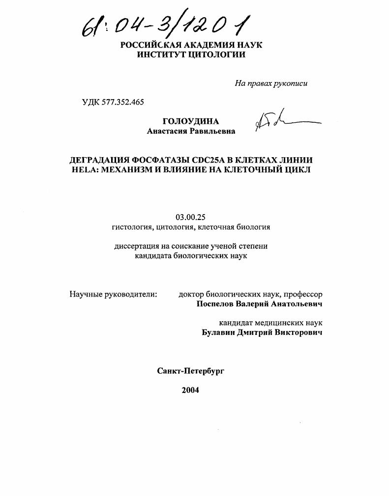 Деградация фосфатазы CDC25A в клетках линии Hela: механизм и влияние на клеточный цикл