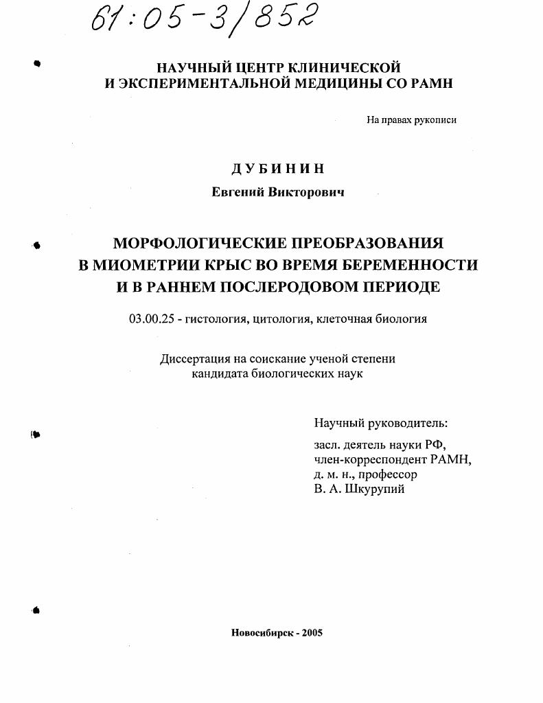 Морфологические преобразования в миометрии крыс во время беременности и в раннем послеродовом периоде