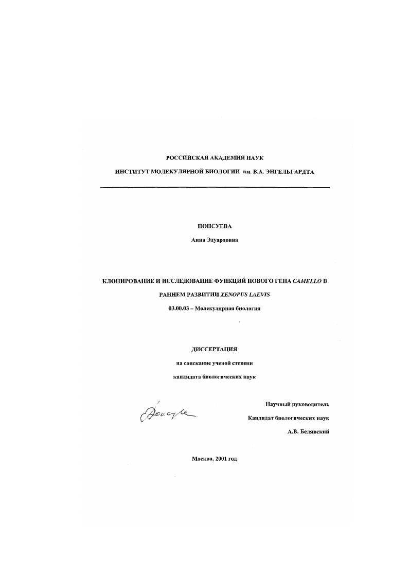 Клонирование и исследование нового гена Camello в раннем развитии Xenopus laevis