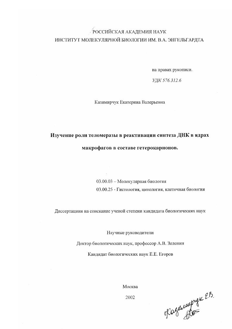 Изучение роли теломеразы в реактивации синтеза ДНК в ядрах макрофагов в составе гетерокарионов