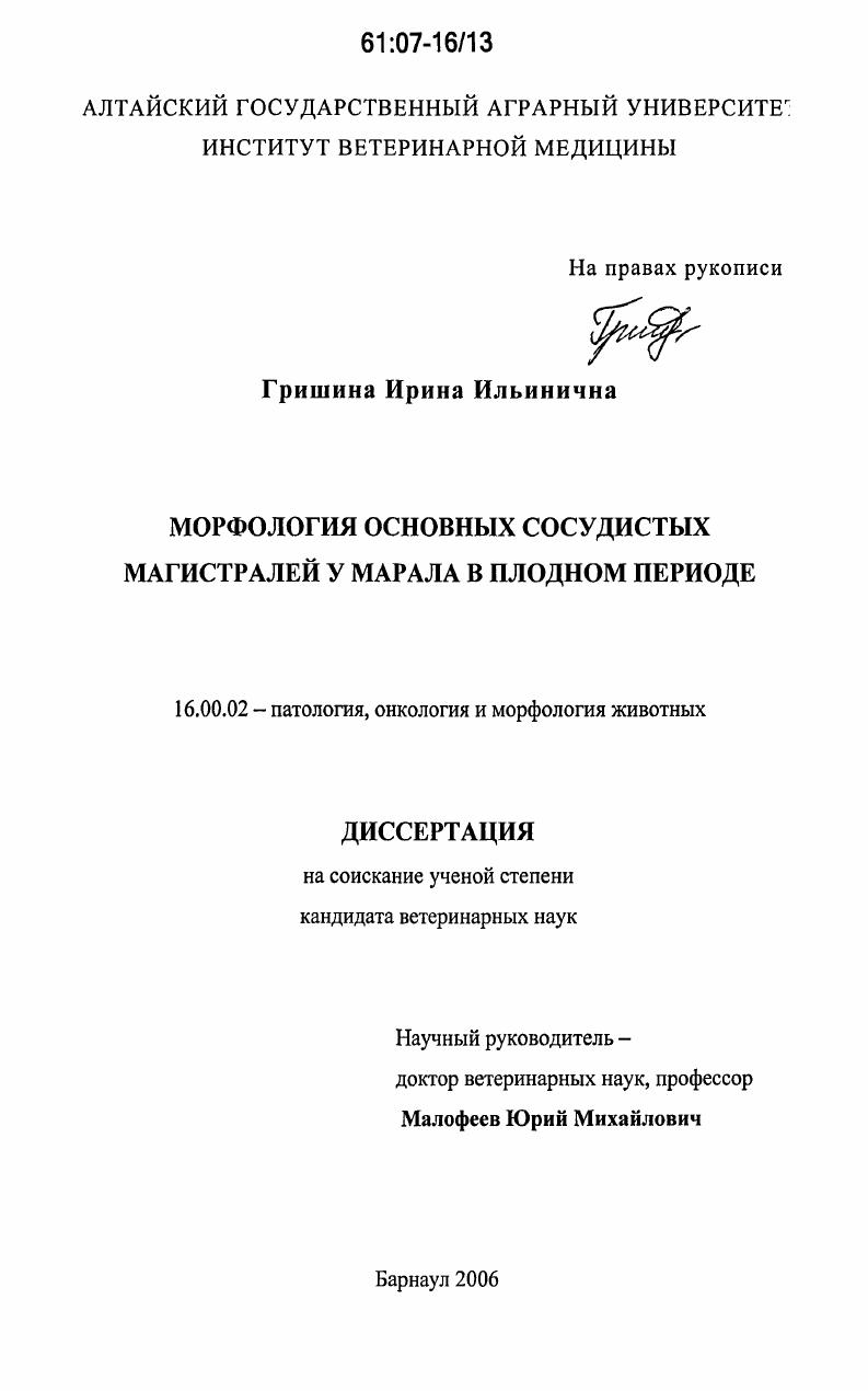 Морфология основных сосудистых магистралей у марала в плодном периоде
