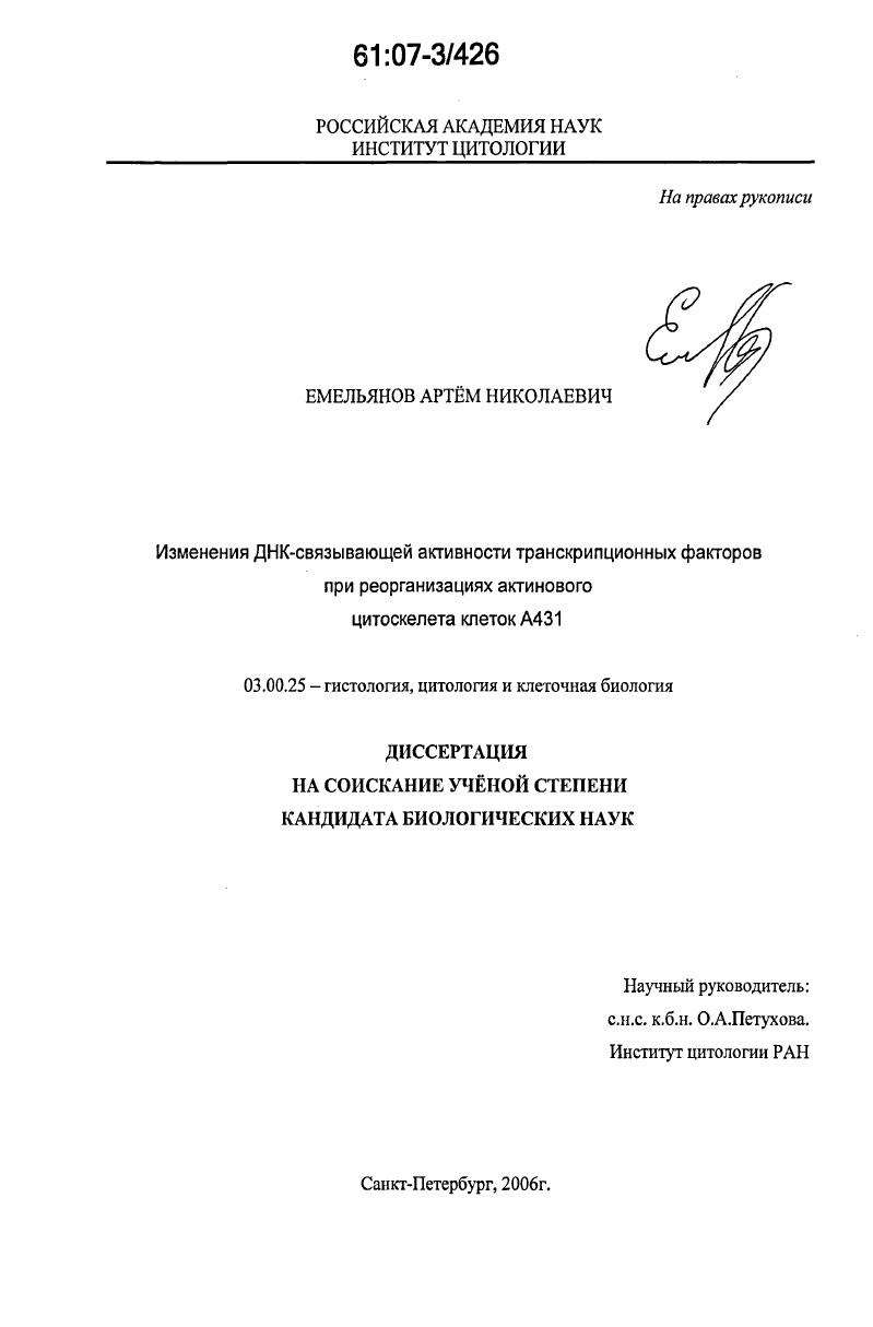 Изменения ДНК-связывающей активности транскрипционных факторов при реорганизациях актинового цитоскелета клеток А431