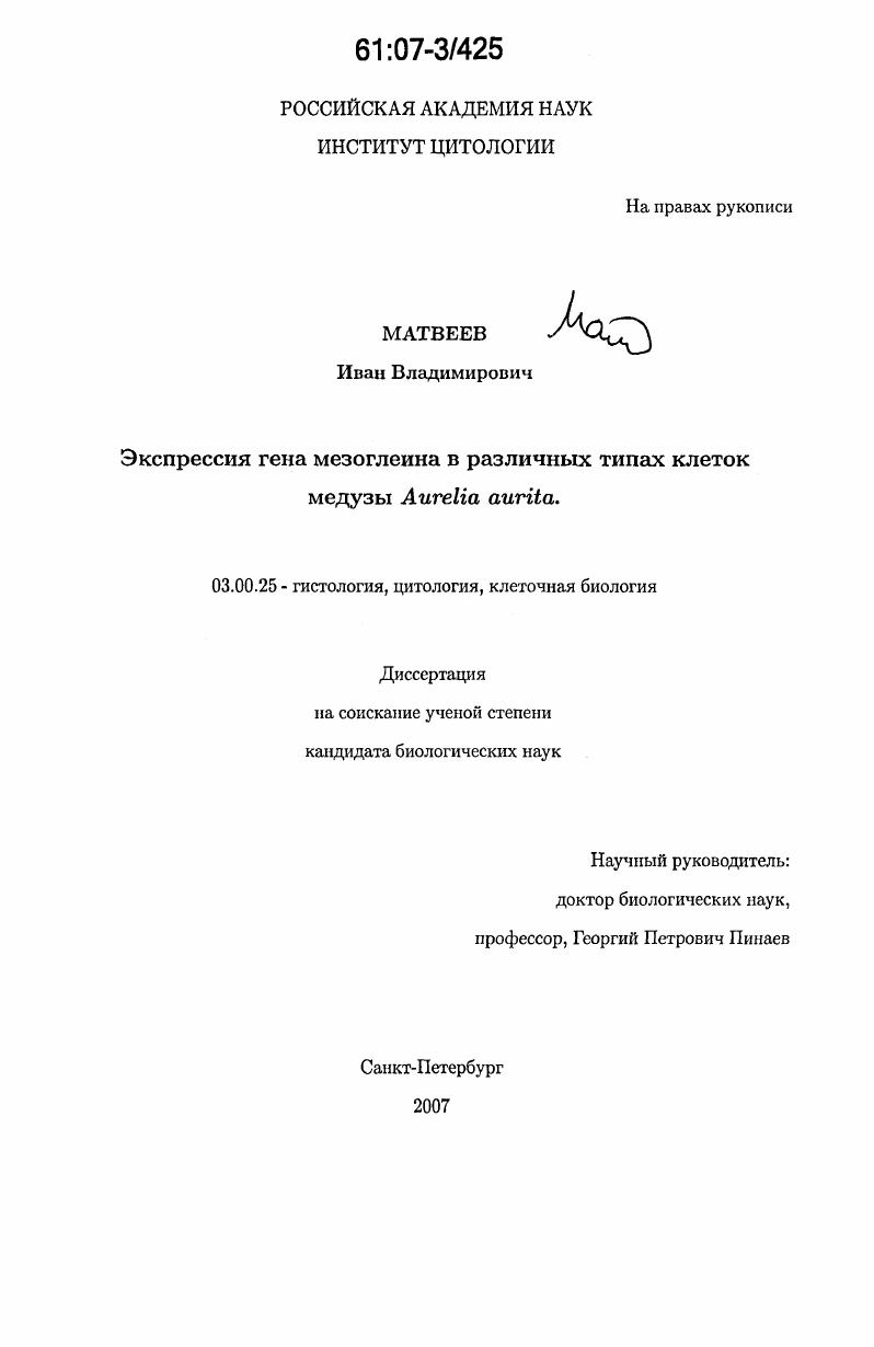 Экспрессия гена мезоглеина в различных типах клеток медузы Aurelia aurita