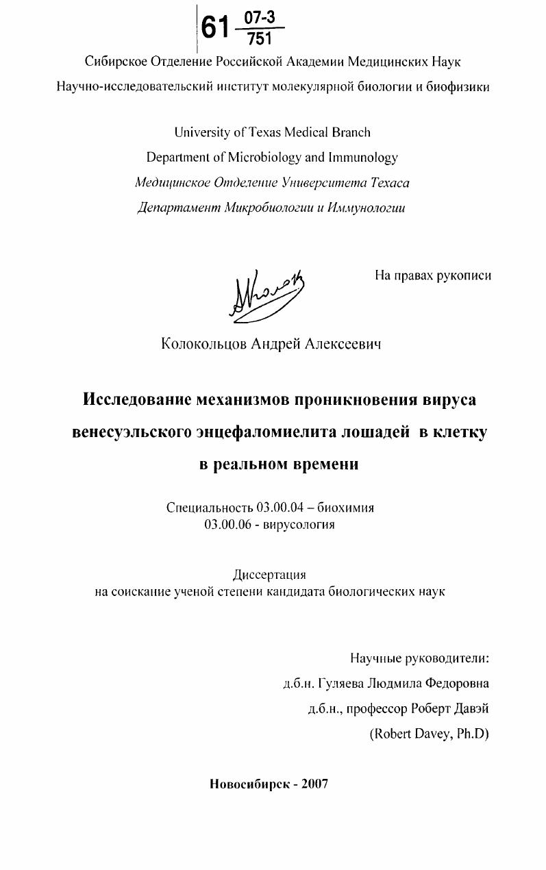 Исследование механизмов проникновения вируса венесуэльского энцефаломиелита лошадей в клетку в реальном времени
