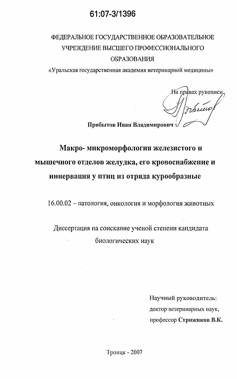 Макро- микроморфология железистого и мышечного отделов желудка, его кровоснабжение и иннервация у птиц из отряда курообразные