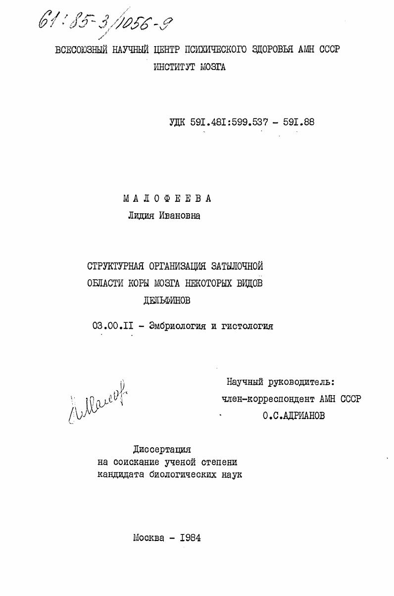 Структурная организация затылочной области коры мозга некоторых видов дельфинов