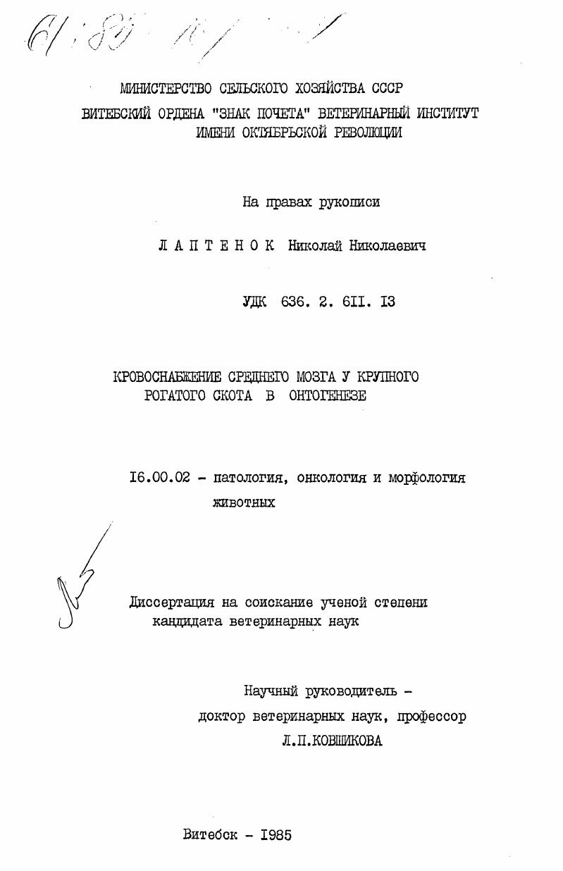 Кровоснабжение среднего мозга у крупного рогатого скота в онтогенезе