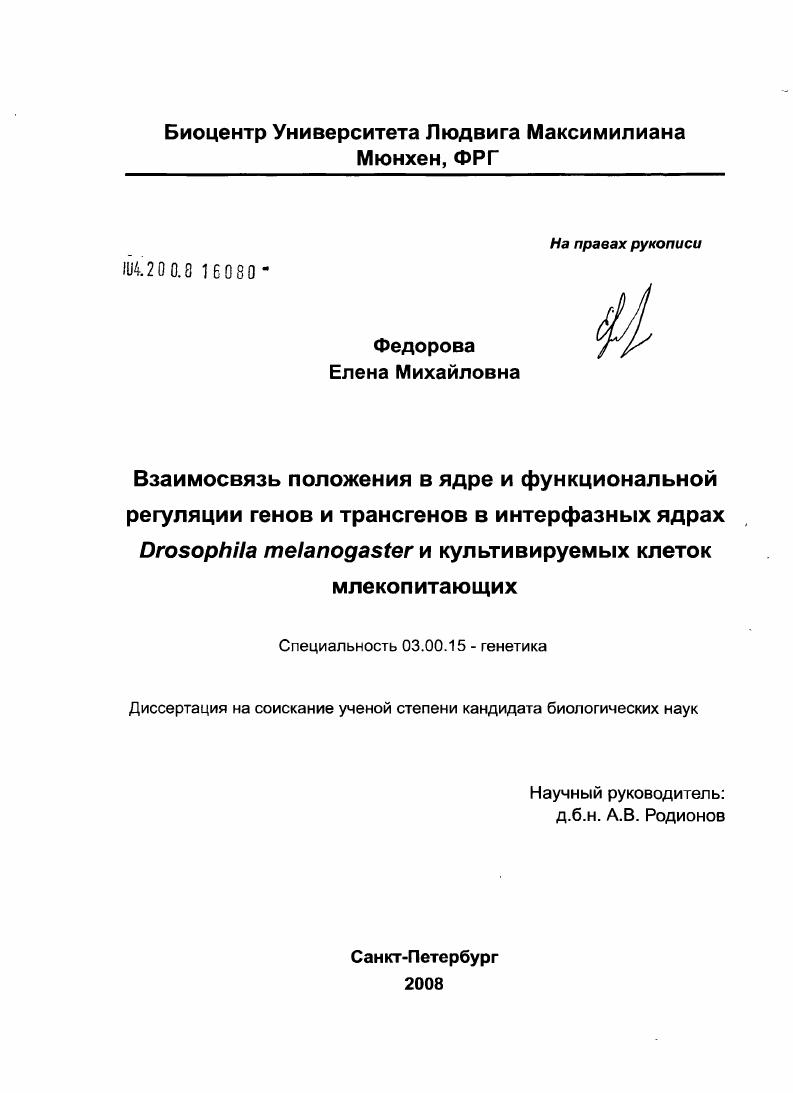 Взаимосвязь положения в ядре и функциональной регуляции генов и трансгенов в интерфазных ядрах Drosophila Melanogaster и культивируемых клеток млекопитающих