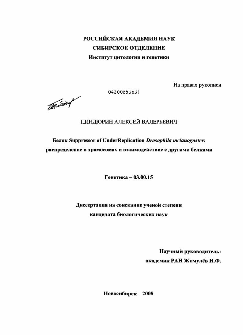 Белок Suppressor of Underreplication Drosophila мelanogaster: распределение в хромосомах и взаимодействие с другими белками