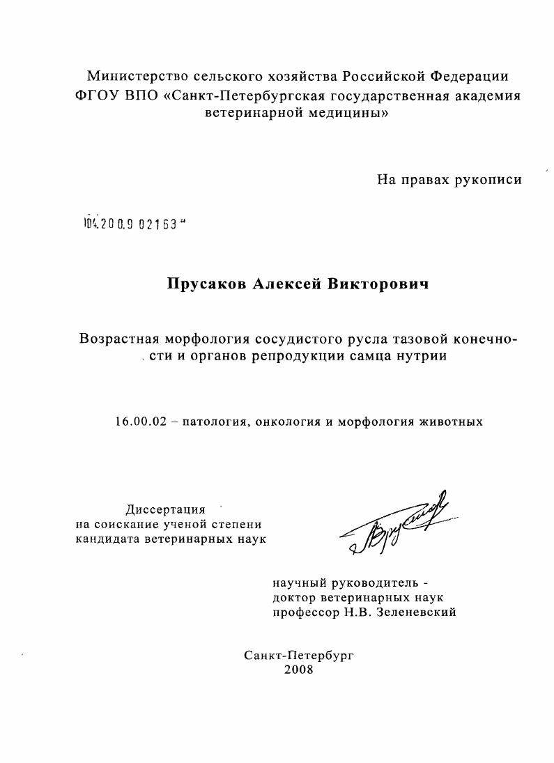 Возрастная морфология сосудистого русла тазовой конечности и органов репродукции самца нутрии