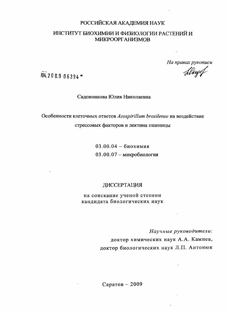 Особенности клеточных ответов Azospirillum brasilense на воздействие стрессовых факторов и лектина пшеницы