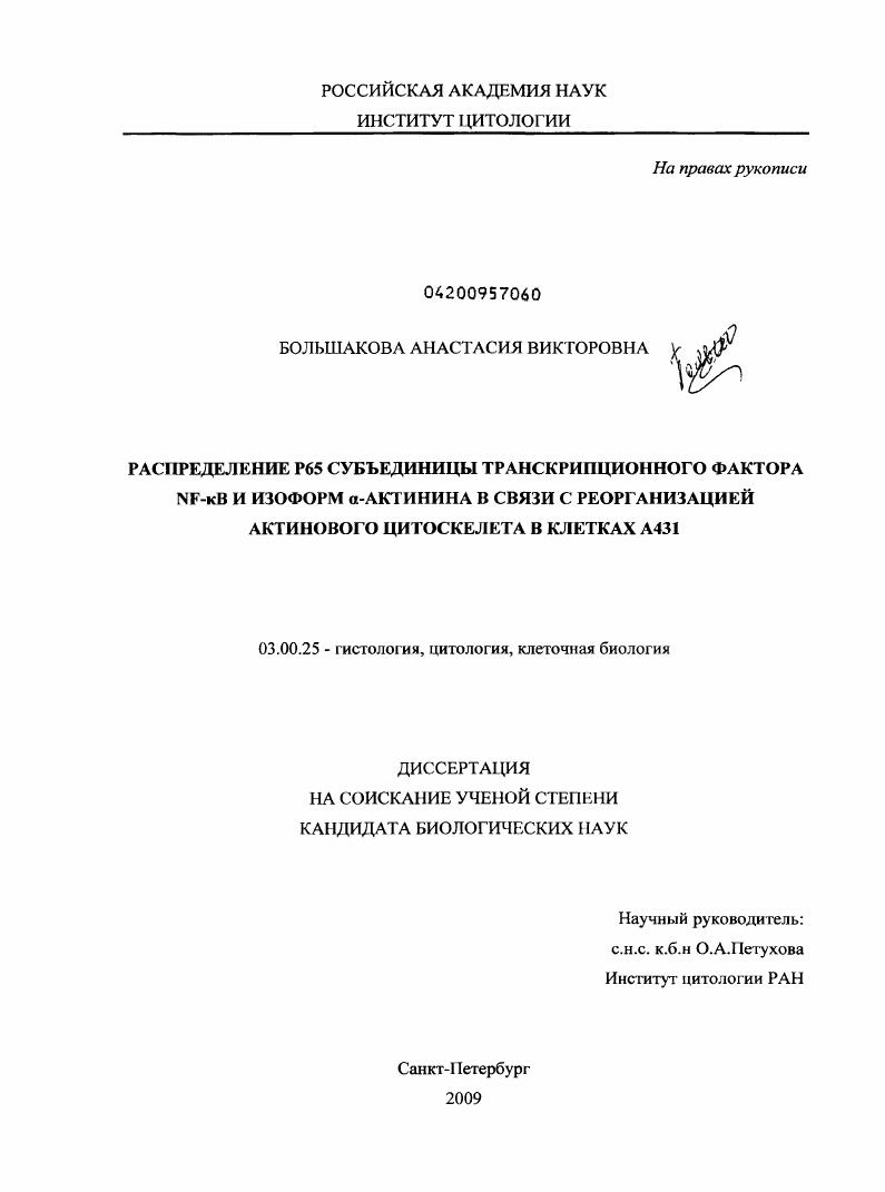 Распределение Р65 субъединицы транскрипционного фактора NF-kB и изоформ α-актинина в связи с реорганизацией актинового цитоскелета в клетках А431