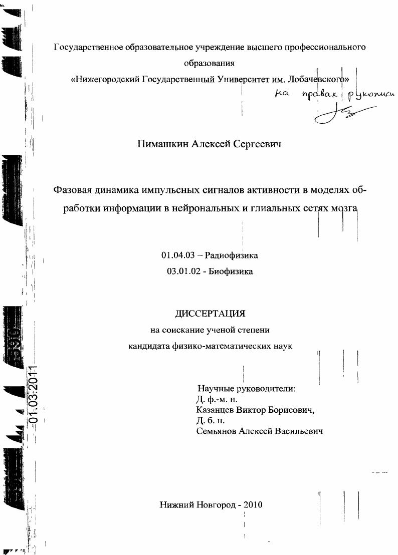 Фазовая динамика импульсных сигналов активности в моделях обработки информации в нейрональных и глиальных сетях мозга