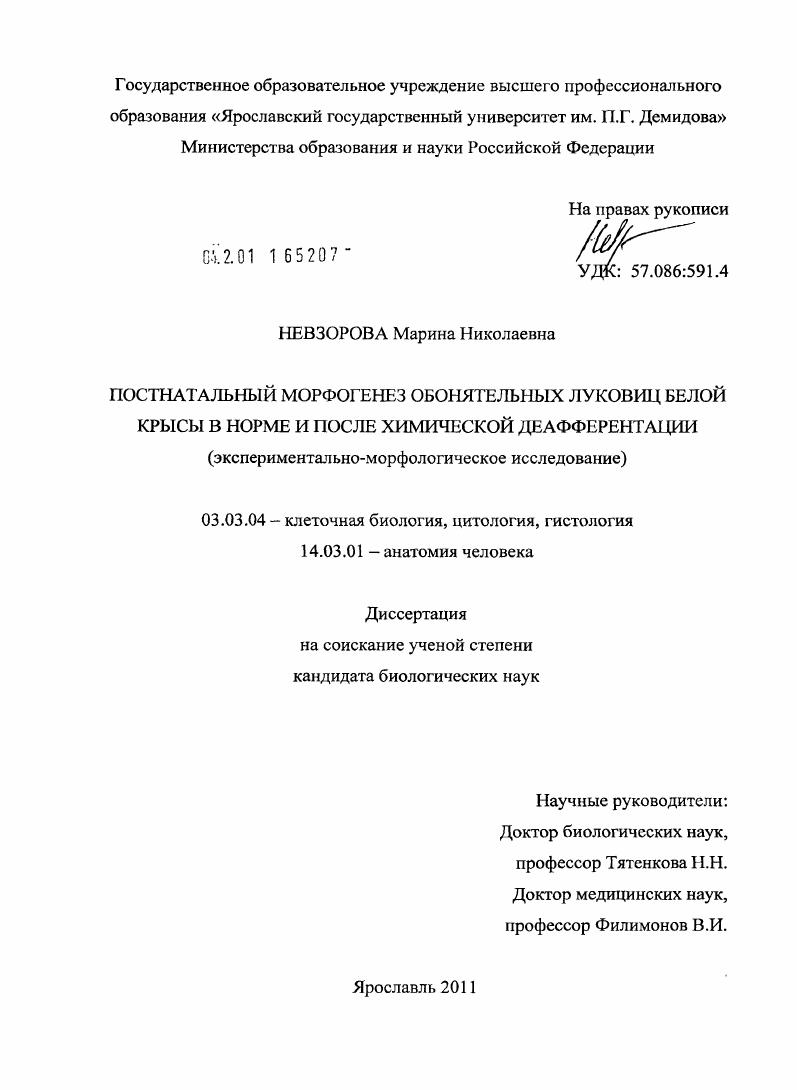 Постнатальный морфогенез обонятельных луковиц белой крысы в норме и после химической деафферентации : экспериментально-морфологическое исследование