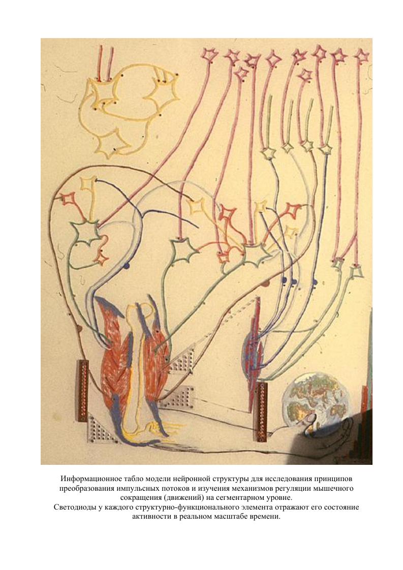 Нейрофизиологические механизмы гомеостаза двигательных функций