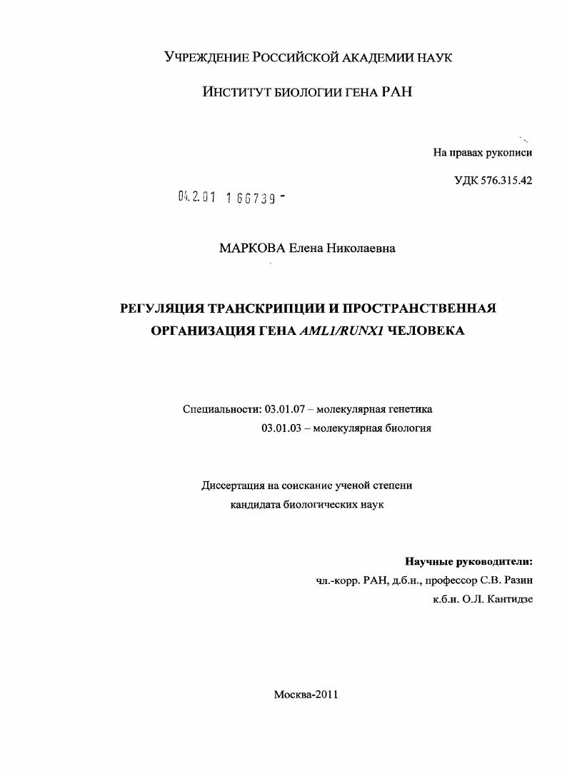 Регуляция транскрипции и пространственная организация гена AML1/RUNX1 человека