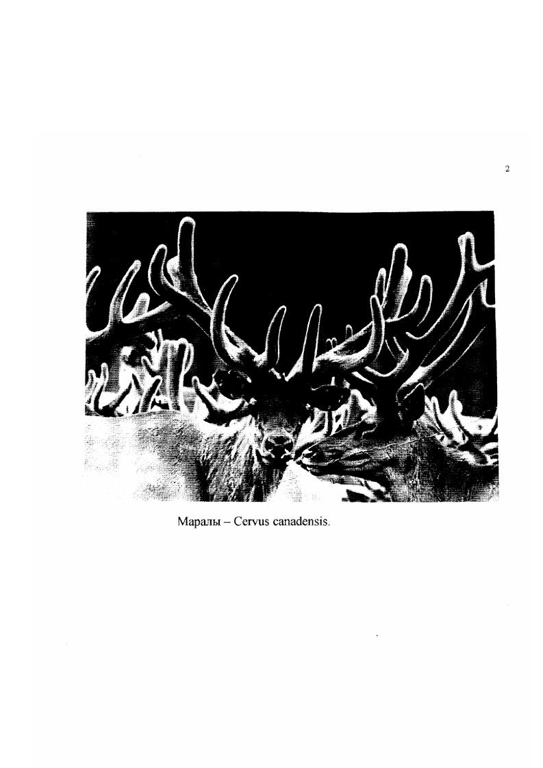 "полей, представляют собой ветви печночных вен, в печночные вены впадают центральные вены отдельных долек. К центральной вене от краев дольки по радиусам сходятся капилляры, несущие кровь из ветвей воротной вены и печночной артерии. Между соседними гепатоцитами проходят канальцы, отделенные от остального межклеточного пространства. Система таких межклеточных протоков отводит желчь, которая образуется в клетках печени. А. Хем, Д. Кормак за основу брали классическую печночную дольку. Дольки железы отделены друг от друга прослойками рыхлой соединительной ткани. Дольки имеют полиэдрическую форму и на срезе выглядят шестиугольниками. Последние соприкасаются сторонами так, что в каждой вершине шестиугольника сходятся границы трх долек. Здесь соединительная ткань содержится в большом количестве и в ней обнаруживаются на разрезе ветви воротной вены, печночной артерии, желчного протока и лимфатический сосуд. Это скопление ветвей четырх трубчатых систем совместно с соединительной тканью, в которой они все находятся, образует портальную зону. Портальные зоны служат ориентирами, соединив которые воображаемыми линиями можно представить себе границы долек у тех животных, где они не связаны соединительнотканными прослойками. И, наконец, ещ один ориентир, который соответствует оси многогранной дольки, это центральная вена, по которой кровь оттекает из дольки. Клетки паренхимы, гепатоциты располагаются неправильным рядами печночными балками, которые ветвятся и, направляясь от периферии дольки, сходятся к е центральной вене. Между этими рядами гепатоцитов, которые должны состоять по толщине или ширине не менее чем из двух клеток, располагаются светлые щелевидные пространства, представляющие собой синусоиды печени. О.В. Александровская, Т. Н. Радостина, Козлов поясняют, что печночные клетки гепатоциты формируют печночные балки, образующие печночную дольку. Разделение печночной паренхимы органа на дольки обусловлено строением е сосудистой системы. 