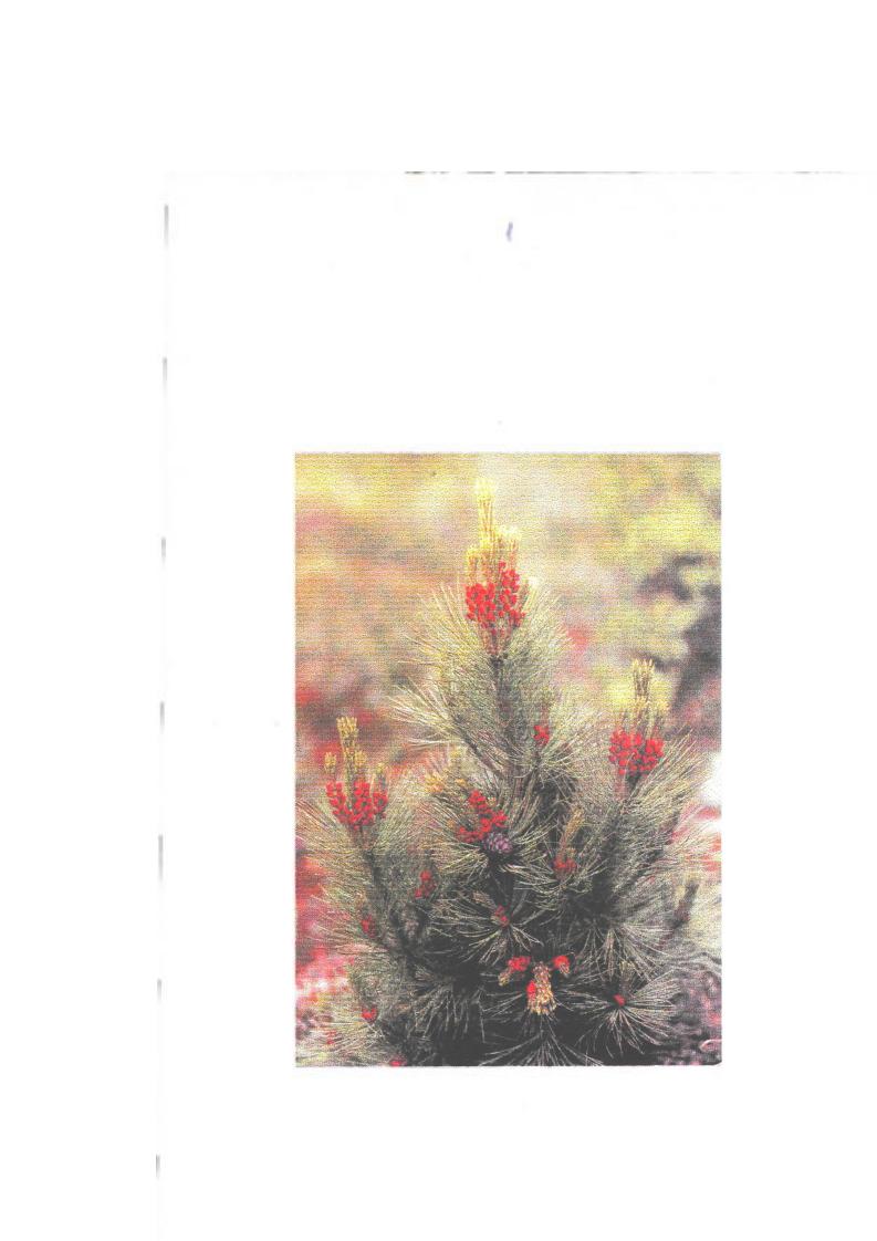 "Глава 1. ГЕОГРАФИЧЕСКАЯ ИЗМЕНЧИВОСТЬ КЕДРА СИБИРСКОГО