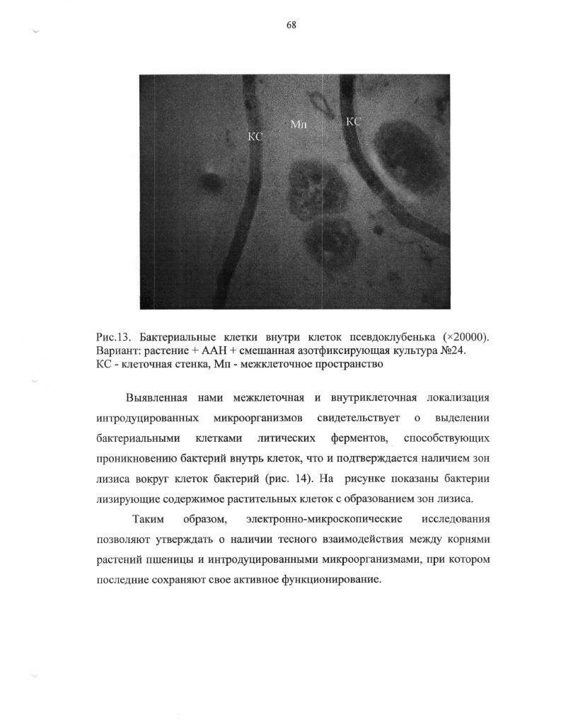 "КС клеточная стенка, Мп межклеточное пространство