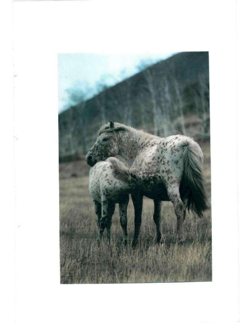 "1.2. Анатомотопографические данные желудка лошадей.