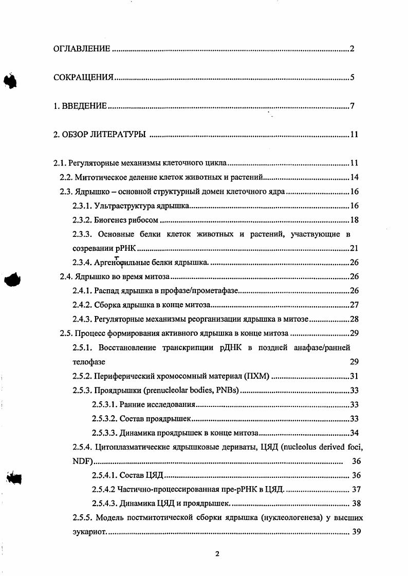 "На основании полученных данных, авторами предложена гипотеза постмитотической сборки ядрышка в клетках эукариот, согласно которой материал ЦЯД и проядрышск используется для построения формирующегося ядрышка, а порядок миграции индивидуальных белков в ядрышки отражает этап биогенеза рибосом, в котором этот белок участвует. Однако имеющийся на сегодняшний день экспериментальный материал не дает возможности однозначно раскрыть проблему формирования ядрышка в конце митоза. В частности, остаются неизвестными механизмы регуляции сборки производных ядрышка в митозе, а также функции, выполняемые этими митотическими образованиями. До конца не выяснена роль различных составляющих производных ядрышка в поддержании их структурной и функциональной целостности. Практически ничего не известно о механизмах, обеспечивающих транспорт материала ядрышковых дериватов в дочерние ядра и ядрышки. Одним из подходов к изучению механизмов формирования производных ядрышка в митозе является разработка условий для индукции их сборки на тех стадиях митоза, когда в нормальном митозе они отсутствуют. Ранее показано, что эффективным индуктором образования проядрышек в ядрах интерфазных клеток различных культур млекопитающих является обратимое воздействие растворов низкой ионной силы на живые клетки i . ЦЯД, до начала выполнения настоящей работы оставался открытым. Известно, что важную роль в реорганизации ядрышка в митозе играет уровень фосфорилирования его белков, таких как транскрипционные факторы рДНК i, , ii . Внуклеофозмин и Снуклеолин, участвующие в созревании транскриптов прерРНК . Киназой, осуществляющей дополнительное фосфорилирование этих белков в митозе у высших эукариот, является основная митотическая киназа , которая проявляет активность в комплексе с циклинами А и В Епифанова, . По мерс завершения митоза происходит деградация циклинов А и В под действием убиквитинзависимых протсолитичсских ферментов сложного белкового комплекса АРСС i x iii i, стимулирующего анафазу. Каскад этих реакций приводит к инактивации комплексов циклин. В то же время в анафазе происходит образование ЦЯД. Можно предположить, что два этих процесса взаимосвязаны и инактивация является индуктором сборки ЦЯД. Известно, что в метафазе белки Внуклеофозмин, Снуклеолин и фибрилларин образуют растворимые макромолекулярные комплексы, в стабилизации которых, повидимому, принимает участие рРНК ii, . Есть основания полагать, что в метафазе эти комплексы находятся в растворимом состоянии, поскольку экстракция метафазных клеток буфером, содержащим детергент, препятствует иммуномечению цитоплазмы на В и другие белки. Напротив, телофазные ЦЯД оказываются устойчивыми к экстракции i и др. Однако практически не решенным остается вопрос о том, какую роль играет митотическое фосфорилированиедефосфорилирование и, следовательно, изменение свойств ядрышковых белков в сборке цитоплазматических производных ядрышка. Основная цель работы исследование динамики, состава и возможных механизмов формирования цитоплазматических производных ядрышка в разных типах культур клеток млекопитающих, а также в клетках корневой меристемы лука i сера . Провести сравнительный анализ закономерностей формирования и состава индивидуальных ЦЯД рРНК, белки зрелого ядрышка фибрилларин, Снуклеолин, Внуклсофозмин, , на завершающих стадиях нормального митоза. Исследовать влияние ингибирования синтеза и процессинга рРНК на сборку ЦЯД в митотических клетках млекопитающих. Исследовать возможность индукции преждевременной сборки цитоплазматических дериватов ядрышка в митозе в клетках млекопитающих в условиях обратимого воздействия растворов низкой ионной силы гипотонического шока, который индуцирует появление проядрышск в ядрах интерфазных клеток i . Изучить возможность индукции преждевременной сборки ЦЯД в митозе в клетках млекопитающих и растений под действием специфического росковитин и менее специфического стауроспорин ингибиторов активности митотической циклин Взависимой киназы . Изучить влияние ингибиторов митотической на электрофоретическую подвижность основных белков ядрышка фибрилларина, Снуклсолина, Внуклеофозмина. 