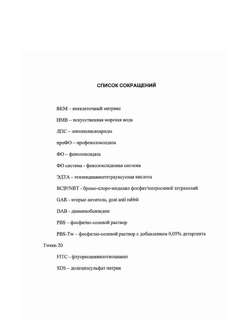 Морулярные клетки и туника асцидий 
