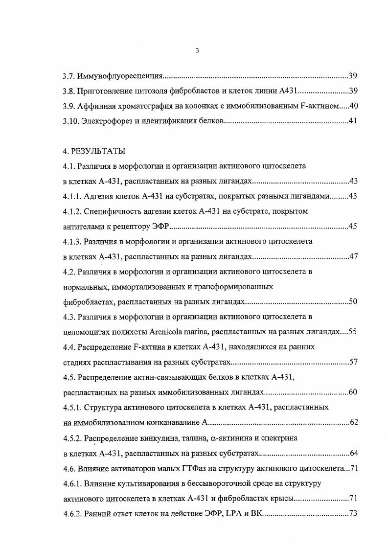 белков, включая талин, винкулин, актинин, паксилин, тензин, зуксин и киназу фокальных контактов i, i, . Через плотные контакты осуществляются межклеточные взаимодействия. Они образованы кластерами кадеринов, взаимодействующих со стороны цитоплазмы с винкулином, аактинином, филамином, кате ни нами, и белками эзрином, радиксином, моезином i . Многие из этих белков содержат фосфоинозитолсвязывающий участок и, повидимому, являются мишенями сигнальных молекул. Таким образом, характер организации системы микрофиламентов зависит от композиции вовлеченных актинсвязывающих белков, что может обеспечивать специфичность изменений в этой системе в ответ на определенное лигандрецепторное взаимодействие. В то же время точные представления о составе актинсвязывающих белков и о последовательности их вовлечения в процессе формирования определенных актиновых структур в настоящее время отсутствуют. Наиболее хорошо изучено образование комплексов фокальной адгезии. Процесс формирования актинового цитоскелета удобно рассмотреть на примере распластывания фибробласта, в котором представлены все вышеперечисленные типы актиновых структур. Этот процесс осуществляется путем перехода актина из мономерного актин в полимерное актин состояние. При микроиньекции в клетку актина, коньюгированного с флуоресцеином, он включается прежде всего на периферии ламеллоподии. Несколько позднее в фокальных контактах у края клетки и, значительно позже, в стрессфибриллах и арках на дорзальной поверхности клетки. Включение актина в ламеллоподии тесно связано с образованием мембранных выростов, дающих начало раффлам. Предполагается, что формирующиеся таким образом филаменты используются в образовании других более сложных актиновых структур . Рис. Актиновый цитоскелет распластанного фибробласта цит. Схематическое изображение различных типов актиновых структур, представленных в распластанном на субстрате фибробласте. I филоподии, Р. В. периферические пучки, . На рисунке 1 представлено схематическое изображение актинового цитоскелета распластывающейся клетки. Распластывание осуществляется путем роста ламеллоподии. В зависимости от типа клетки и от субстрата в ламелле могут быть представлены в различном соотношении однородная сеть актиновых филаментов в сочетании с различным количеством радиально ориентированных пучков, являющихся основой филоподий или микроворсинок. Эти структуры образуются в результате слияния актиновых филаментов в ламелле, осуществляющегося на основе латерального перемещения филаментов с вовлечением различных акгинсвязывающих белков. В ходе распластывания в ламелле формируются также стресс фибриллы, которые обычно тянутся в вентральной части клетки от одного фокального ко1гтакта, расположенного у края клетки, к другому в перинуклеарной области. 