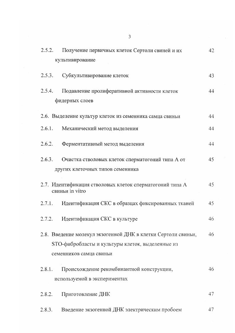 1.2. Пролиферация и дифференцировка сперматогоний типа А.