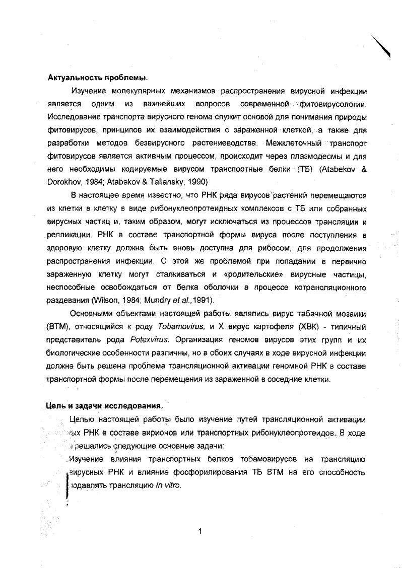 Впервые продемонстрировано, что молекулы ТБ1 ХВК, селективно связываясь с БО на одном из концов вириона ХВК, переводят РНК в составе вириона в транслируемую форму. Впервые обнаружено, что фосфорилирование белка оболочки в составе вириона ХВК i i индуцирует конформационные изменения в структуре БО ХВК, вследствие чего РНК ХВК в составе вириона приобретает способность транслироваться. Доказано, что сайты фосфорилирования БО ХВК в составе 8Ириона находятся в концевом районе молекулы БО ХВК. БО вируса и образование комплекса с ТБ1. При этом фосфорилирование и взаимодействие с ТБ1 осуществляются в пределах различных областей молекулы БО ХВК. Впервые показано, что РНК в составе комплекса ТБ1ХВК становится доступной для рибосом не путем котрансляционного раздевания, а вследствие быстрой и кооперативной разборки нуклеокапсида, индуцируемой рибосомами на начальном этапе трансляции РНК ХВК, даже в условиях подавления синтеза вирусспецифических белков циклогекси МИДОМ. Передача индуцированного транспортным белком сигнала линейной дестабилизации вдоль полярно ориентированного спирального нуклеокапсида, приводящего к кооперативной трансляционной разборке частиц ХВК, представляет собой неизвестный до сих пор способ регуляции трансляции вирусных РНК. Практическая ценность работы. Результаты работы могут быть использованы в практике научных исследований в области молекулярной биологии и вирусологии. Полученные данные, можно применить при создании экспрессирующих конструкций в биотехнологии и получении трансгенных растений. Материалы работы используются при чтении курсов лекций на Биологическом факультете МГУ им. М.В. Апробация работы. Материалы диссертации докладывались и обсуждались на российских и международных конференциях и симпозиумах в том числе на XII Международном вирусологическом конгрессе Париж, XIII конгрессе Федерации европейских обществ физиологов растений Греция, Международной конференции в честь А. С.Спирина Синтез белков Пущино, Международном симпозиуме Сигнальные системы растительной клетки Москва, на семинаре Европейского биохимического общества Vi Ivi Греция, ой Ежегодной конференции Американского вирусологического общества Канада, Международной конференции Фундаментальные и прикладные проблемы фитопатологии Ялта, Курсах ФЕБО Геном вирусов растений структура и экспрессия Рига, . СОДЕРЖАНИЕ РАБОТЫ. Транспортные белки тобамовирусое образуют с РНК рибонуклеопротеидный комплекс и подавляют трансляцию РНК в составе комплекса. Вирус табачной мозаики ВТМ представитель тобамовирусое, палочковидных вирусов растений длина 0 нм диаметр нм. Геномная плюс РНК состоит из нуклеотидов и содержит, по крайней мере, четыре открытые рамки трансляции ОРТ. Геном ВТМ кэпирован, а Зпроксимапьная нетранслируемая последовательность включает около 0 нуклеотидов и формирует тРНКподобную структуру. Белки 6К и 3К являются компонентами вирусной репликазы транслируются непосредственно с геномной РНК. Два других белка транспортный белок ТБ К и белок оболочки БО . К транслируются с субгеномных РНК МевЫ е1 а. Мо а . Более десяти лет назад были получены первые результаты, свидетельствующие о том, что в зараженных ВТМ растениях присутствуют информосомоподобные рибонуклеопротеидные РНП комплексы Эогокбоу е а. После обнаружения РНКсвязывающих свойств у ТБ ВТМ СОУбку а. РНП комплексы могут быть образованы кооперативно связанными с вирусной РНК молекулами ТБ. Сйогеку а. РНП комплексы представляют собой транспортные формы, и РНК в их составе должна выводиться из цикла репликации и переключаться на выполнение транспортной функции. Мы предположили, что это может быть достигнуто, если ТБ окажется способным препятствовать трансляции РНК, благодаря своей РНКсвязывающей активности. Влияние транспортных белков на трансляцию РНК в бесклеточных белоксинтезирующих системах ББС из лизата ретикулоцитов кролика ЛРК или экстракта зародышей пшеницы ЭЗП, исследовали, добавляя экспрессированные в бактериях ТБ в трансляционную систему либо в свободном состоянии, либо в форме предварительно сформированных РНП комплексов. Поскольку связывание транспортных белков с РНК является неспецифическим, те. 