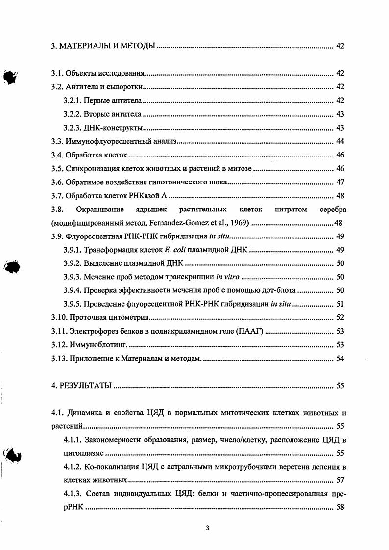 На основании полученных данных, авторами предложена гипотеза постмитотической сборки ядрышка в клетках эукариот, согласно которой материал ЦЯД и проядрышск используется для построения формирующегося ядрышка, а порядок миграции индивидуальных белков в ядрышки отражает этап биогенеза рибосом, в котором этот белок участвует. Однако имеющийся на сегодняшний день экспериментальный материал не дает возможности однозначно раскрыть проблему формирования ядрышка в конце митоза. В частности, остаются неизвестными механизмы регуляции сборки производных ядрышка в митозе, а также функции, выполняемые этими митотическими образованиями. До конца не выяснена роль различных составляющих производных ядрышка в поддержании их структурной и функциональной целостности. Практически ничего не известно о механизмах, обеспечивающих транспорт материала ядрышковых дериватов в дочерние ядра и ядрышки. Одним из подходов к изучению механизмов формирования производных ядрышка в митозе является разработка условий для индукции их сборки на тех стадиях митоза, когда в нормальном митозе они отсутствуют. Ранее показано, что эффективным индуктором образования проядрышек в ядрах интерфазных клеток различных культур млекопитающих является обратимое воздействие растворов низкой ионной силы на живые клетки i . ЦЯД, до начала выполнения настоящей работы оставался открытым. Известно, что важную роль в реорганизации ядрышка в митозе играет уровень фосфорилирования его белков, таких как транскрипционные факторы рДНК i, , ii . Внуклеофозмин и Снуклеолин, участвующие в созревании транскриптов прерРНК . Киназой, осуществляющей дополнительное фосфорилирование этих белков в митозе у высших эукариот, является основная митотическая киназа , которая проявляет активность в комплексе с циклинами А и В Епифанова, . По мерс завершения митоза происходит деградация циклинов А и В под действием убиквитинзависимых протсолитичсских ферментов сложного белкового комплекса АРСС i x iii i, стимулирующего анафазу. Каскад этих реакций приводит к инактивации комплексов циклин. В то же время в анафазе происходит образование ЦЯД. Можно предположить, что два этих процесса взаимосвязаны и инактивация является индуктором сборки ЦЯД. Известно, что в метафазе белки Внуклеофозмин, Снуклеолин и фибрилларин образуют растворимые макромолекулярные комплексы, в стабилизации которых, повидимому, принимает участие рРНК ii, . Есть основания полагать, что в метафазе эти комплексы находятся в растворимом состоянии, поскольку экстракция метафазных клеток буфером, содержащим детергент, препятствует иммуномечению цитоплазмы на В и другие белки. Напротив, телофазные ЦЯД оказываются устойчивыми к экстракции i и др. Однако практически не решенным остается вопрос о том, какую роль играет митотическое фосфорилированиедефосфорилирование и, следовательно, изменение свойств ядрышковых белков в сборке цитоплазматических производных ядрышка. Основная цель работы исследование динамики, состава и возможных механизмов формирования цитоплазматических производных ядрышка в разных типах культур клеток млекопитающих, а также в клетках корневой меристемы лука i сера . Провести сравнительный анализ закономерностей формирования и состава индивидуальных ЦЯД рРНК, белки зрелого ядрышка фибрилларин, Снуклеолин, Внуклсофозмин, , на завершающих стадиях нормального митоза. Исследовать влияние ингибирования синтеза и процессинга рРНК на сборку ЦЯД в митотических клетках млекопитающих. Исследовать возможность индукции преждевременной сборки цитоплазматических дериватов ядрышка в митозе в клетках млекопитающих в условиях обратимого воздействия растворов низкой ионной силы гипотонического шока, который индуцирует появление проядрышск в ядрах интерфазных клеток i . Изучить возможность индукции преждевременной сборки ЦЯД в митозе в клетках млекопитающих и растений под действием специфического росковитин и менее специфического стауроспорин ингибиторов активности митотической циклин Взависимой киназы . Изучить влияние ингибиторов митотической на электрофоретическую подвижность основных белков ядрышка фибрилларина, Снуклсолина, Внуклеофозмина. 