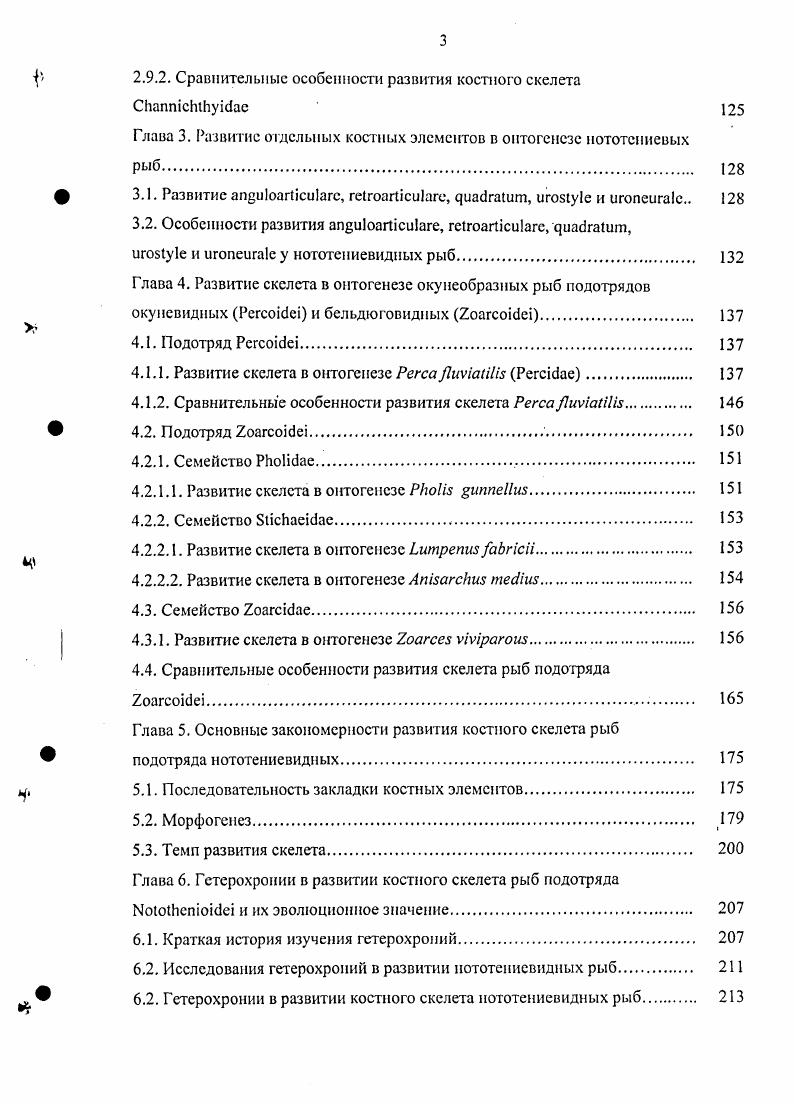 При достижении длины мм они удлиняются, и между ними вдоль дорзального края радиального хряща появляются три межрадиальные отверстия. Четвертое межрадиальное отверстие лежит между и верхним i, сливающимися между собой у особи . При достижении длины . У взрослых рыб сохраняется только одно межрадиальное отверстие между нижними радиалиями, или их вообще нет. Оно быстро растет вперед и окружает скапулярное отверстие снизу, заключая его в себя при достижении длины . Затем оно быстро разрастается, завершая свое развитие у особи . В это время i уже имеет хорошо развитые передний и посткоракоидпый отростки, в основании последнего расположено маленькое посткоракоидное отверстие. У взрослых рыб i сочленяется с нижней i через полоску хряща. Личинка мм имеет лучей грудного плавника, у личинок мм число лучей возрастает до , что соответствует их числу у взрослых рыб. Осевой скелет. Из позвонков первым отмечено у личинки мм. Окостенение охватывает i от к i 3 и 4, затем , и позднее гемальиые и невральные дуги двух преуральных позвонков. Второй центр окостенения отмечен позади iii. Здесь наблюдается окостенение невральных дуг у личинки мм и гемальных у личинки мм, происходящее в каудальном направлении. Полное развитие невральных и гемальных дуг с хорошо развитыми невральными и гемальными отростками всех позвонков отмечено у особи мм. У взрослых рыб невральные и гемальные дуги развиты довольно слабо, а их невральные и гемальные отростки сильно укорочены , Балушкин, . Первый центр появляется у личинки . Это типичный аутоцентр, сформированный без участия фиброзной части оболочки хорды и i i, , i, . Более крупные особи мм имеют уже несколько ценгров в передней части хорды и также несколько центров на уровне последних лучей второго спинного плавника. Костные пластинки лежат на латеральной поверхности хорды обычно одна над другой и соединяются по средней линии тела. Затем пластинки обеих сторон сливаются дорзально и вентрально и формируют костное кольцо вокруг хорды рис. Формирование большинства центров завершается при достижении длины . Из них только туловищные центры не соединяются вентрально до достижения длины . У особи . У особи . В это время к парапофизам позвонков прикрепляется 6 плевральных ребер. Позднее их число постепенно возрастает до 9 у взрослых рыб, причем последние ребра не прикреплены к парапофизам и свободно лежат в миоссптах. Число эпнплевральных ребер у взрослых рыб достигает . Появление проксимальных птсригиофоров спинного и анального плавников отмечено на уровне середины второго спинного и анального плавников, анальных у личинки мм, спинных у личинки . Затем окостенение птсригиофоров распространяется вперед и назад. Позднее других происходит окостенение птсригиофоров первого спинного плавника. У взрослых рыб развиваются специальные дорзальные сочленовные поверхности передних птеригиофоров для прикрепления дистальных птеригиофоров, остающихся почти полностью хрящевыми, за исключением небольших парных костных пластинок па их латеральной поверхности. Скелет хвостового плавника рис. У личинки мм задний конец хорды уже изогнут кверху. Все гипуральные элементы, и i хрящевые. В гипаксиальной лопасти отмечена лишь одна . Затем оно с двух сторон обрастает хорду в вентральном направлении и приобретает форму конуса с овальным отверстием снизу, в котором располагаются верхние концы хрящевых гипурапий. Это отверстие сохраняется до достижения длины . Одна из изученных особей мм имеет двойное в виде конусов, вложенных один в другой. У личинки мм обнаружены хрящевые i , 3, 4, и две хрящевые i. У личинки мм хрящевые i 3 и 4 сливаются, появляются три костных i , 3, 4, из них две последние в эпаксиальной лопасти. Три хрящевые i. У личинки мм гипаксиальная и эпаксиапьная лопасти хвоствого плавника имеют по одной с нсокостепевшими проксимальными концами, произошло слияние i 3 и 4. Костные i впервые обнаружены у особи . Число i у . Образование двух или одного , повидимому, являегся как результатом закладки 2 хрящевых i, так и слияния костных i друг с другом, следы которого прослеживаются у особей и 2. Балушкии, и не обнаружены у личинок, однако у особи . 