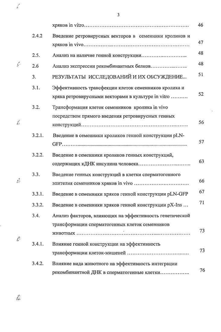 Стадии сперматогенеза у млекопитающих